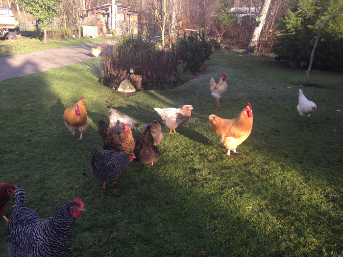 Chickens enjoying winter sunshine.