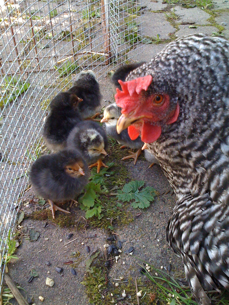 Madeleine and newly hatched chicks