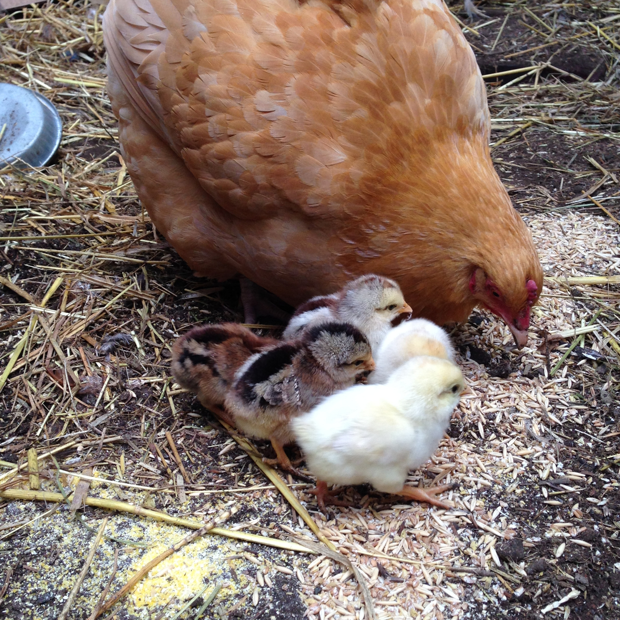 Mother with 4 day old chicks