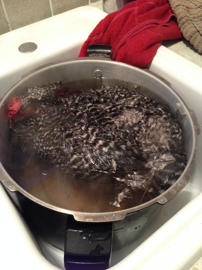 Hen in 145 degree water to loosen her feathers.