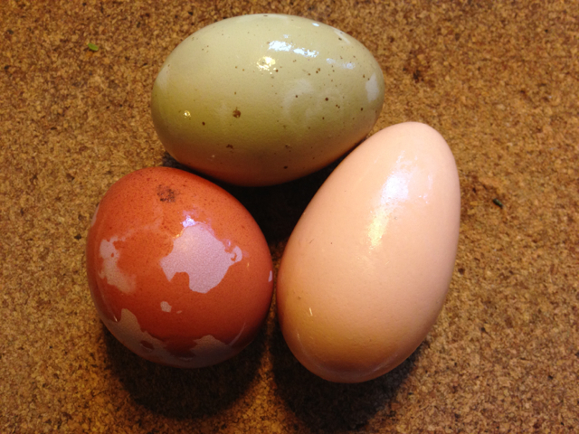 Eggs of All Shapes