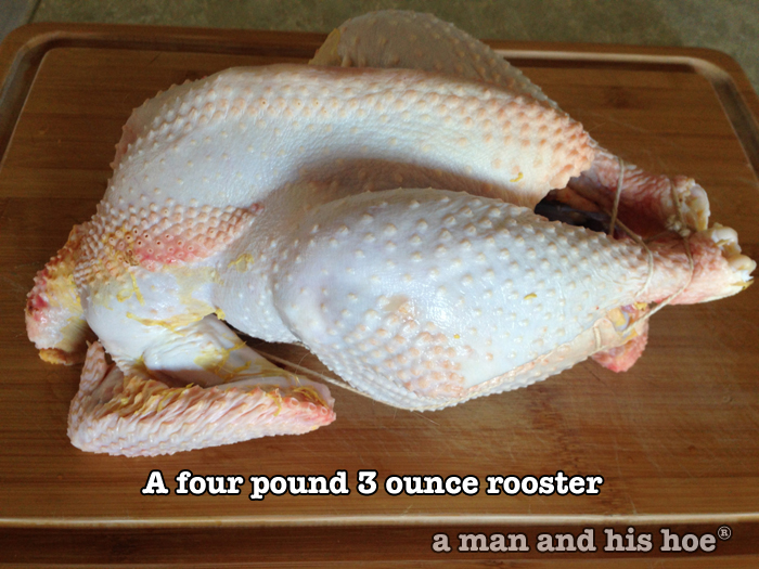 Four Pound Rooster