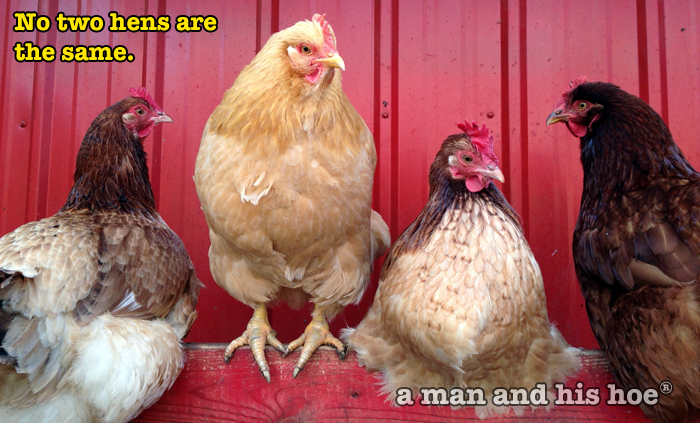 No two hens are the same.