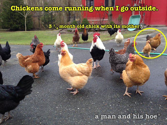 Chickens come running