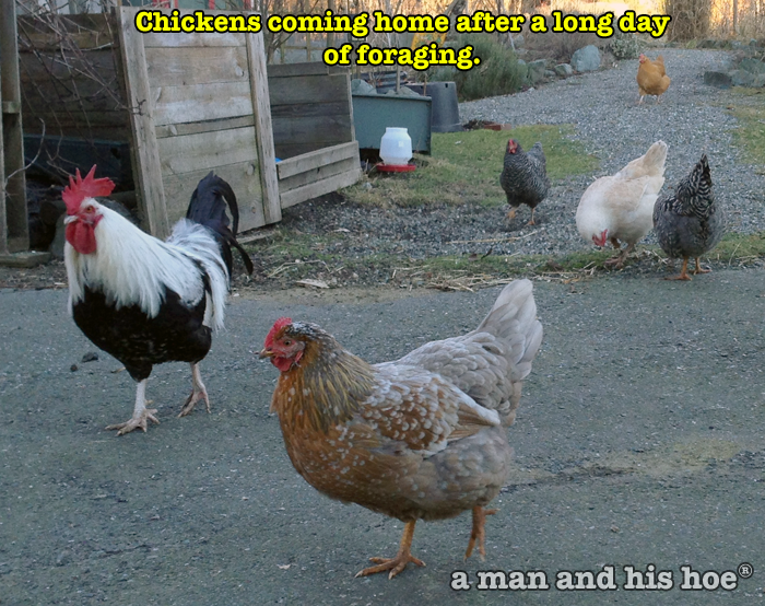Chickens coming home