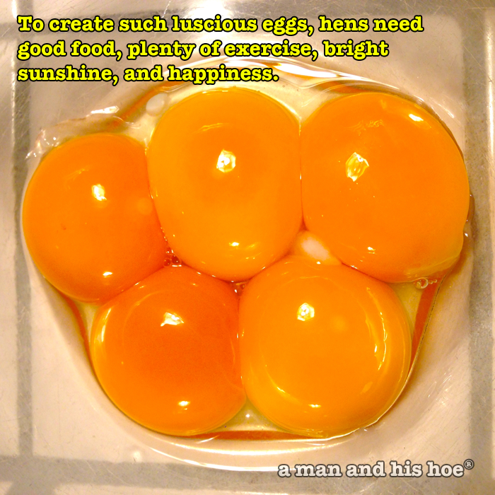 Luscious Eggs