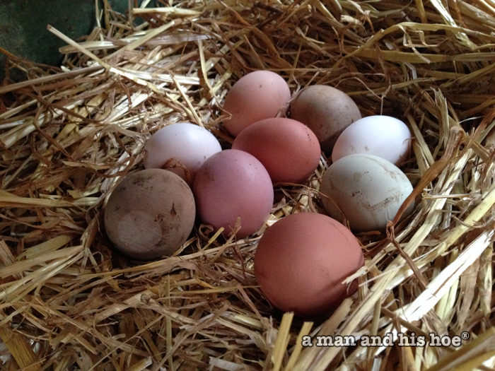 Nest full of eggs