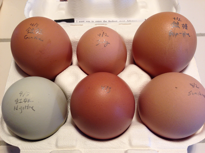 Eggs20140403A