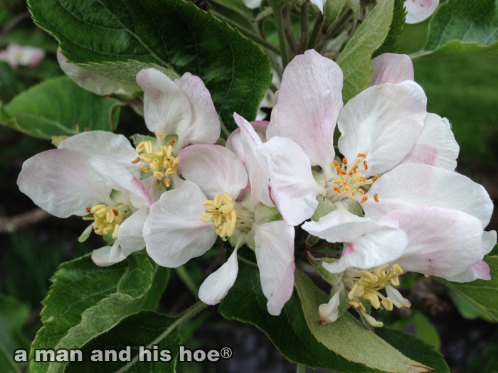 20140502-AppleBlossoms