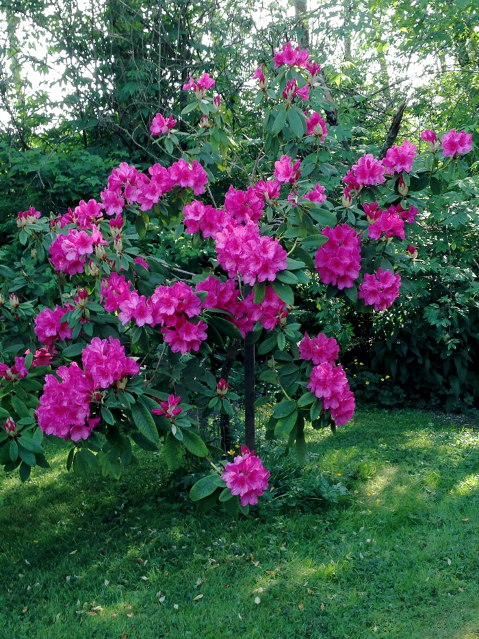Rhododendrum140521A