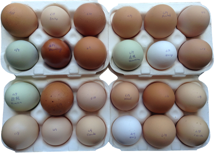 Eggs140609