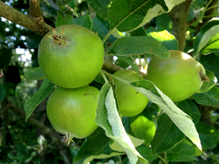 20140701-E-Apples