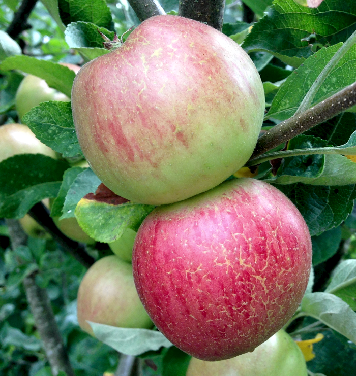 140805B-Apples