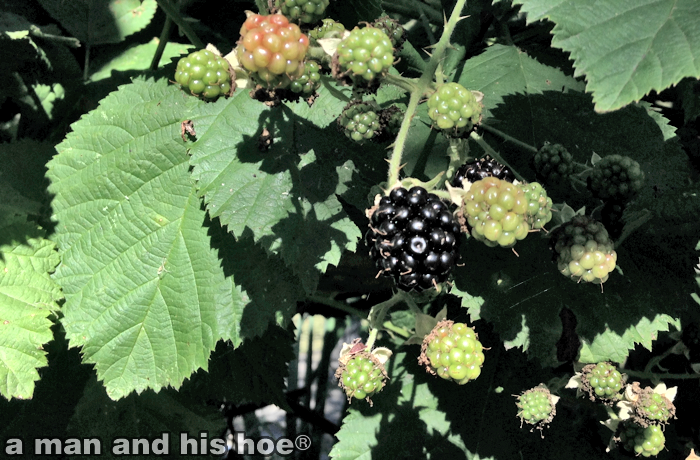 20140803C-Blackberries