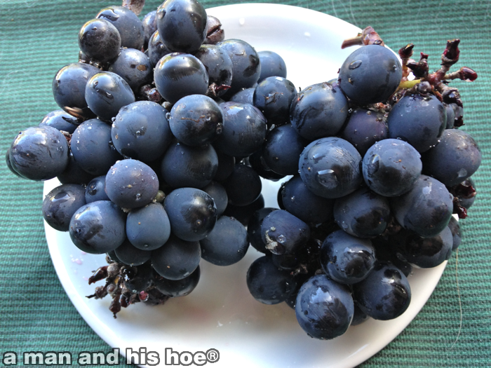 Grapes140925