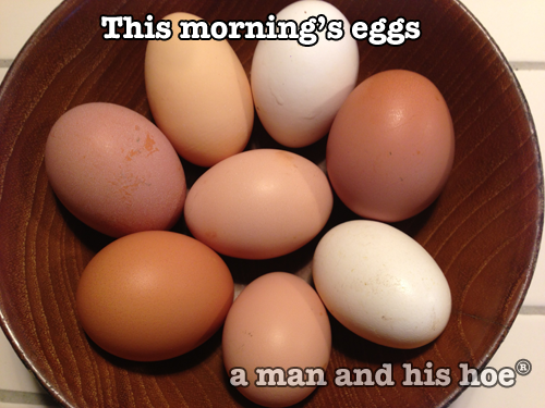 Morning-Eggs