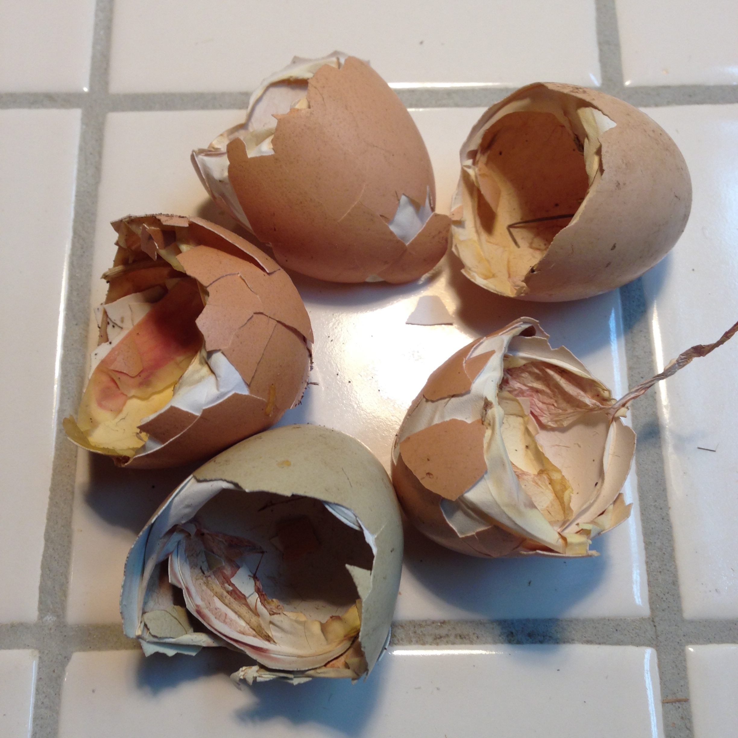 Eggs after they have hatched