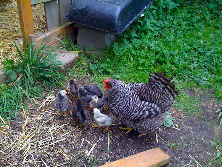 Madeleine and two week old chicks