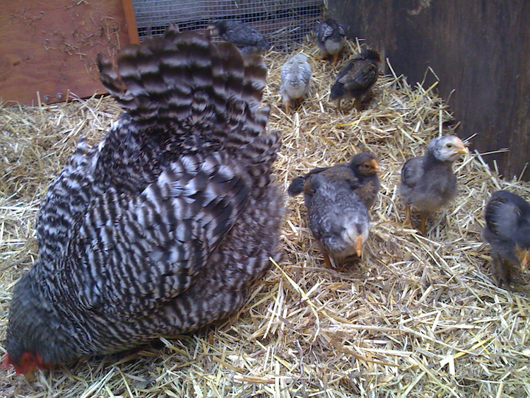 Madeleine and 3 week old chicks