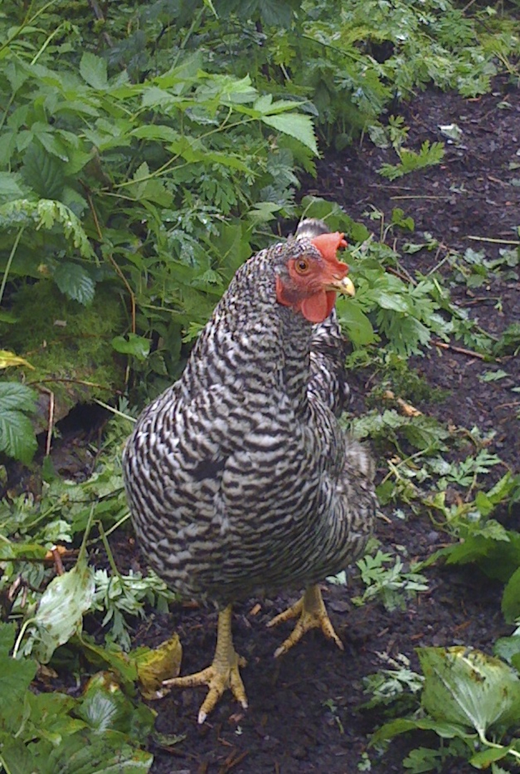 Madeleine off on her own after raising her chicks for one month.