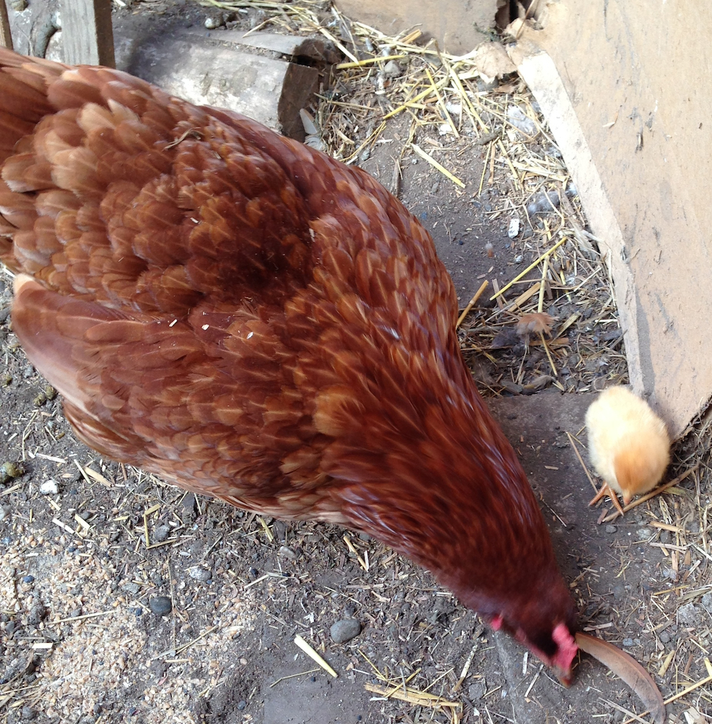 Lucy and Sunny on October 15