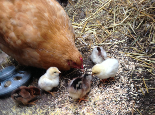 Mother and Chicks Eating