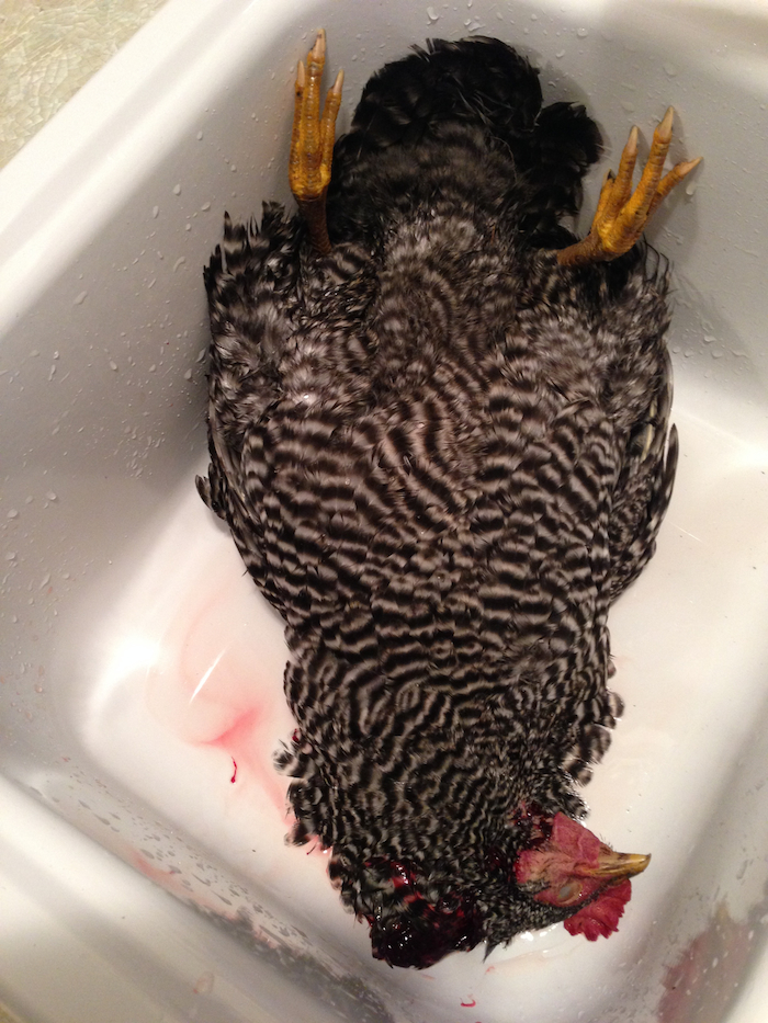 Deceased hen out of the killing cone.