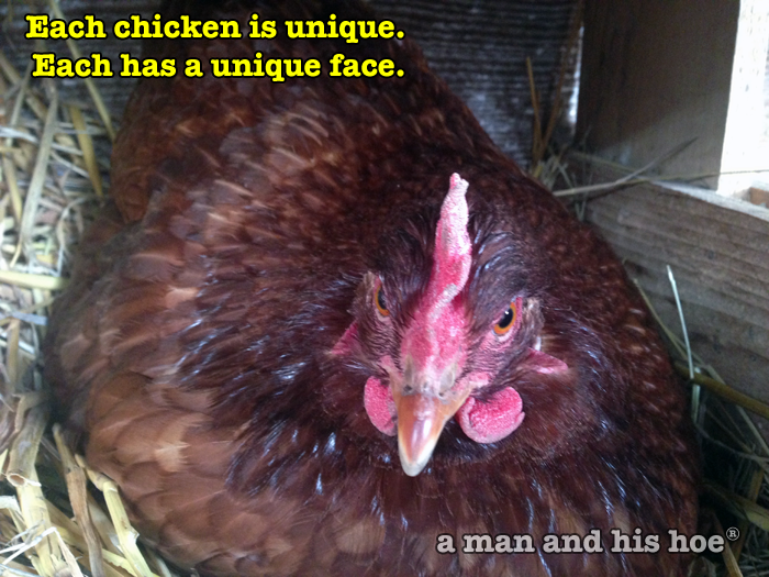 Each Chicken Is Unique