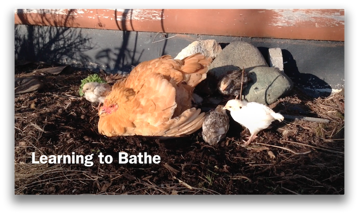 A mother hen teaching her chicks how to take a dust bath.