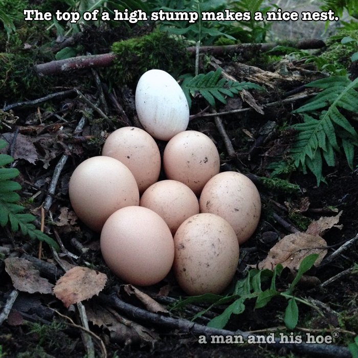 Nest at the top of a stump