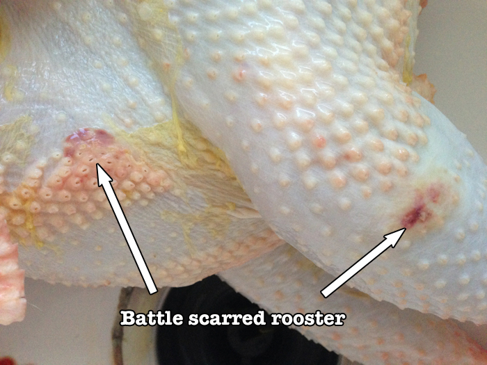 Battle Scarred Rooster