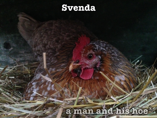 Svenda a Swedish Flower Chicken