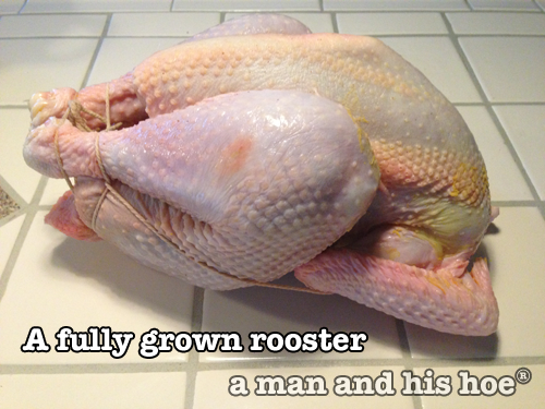Trussed rooster