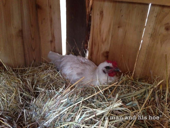 Yuki-Hime in the shed.