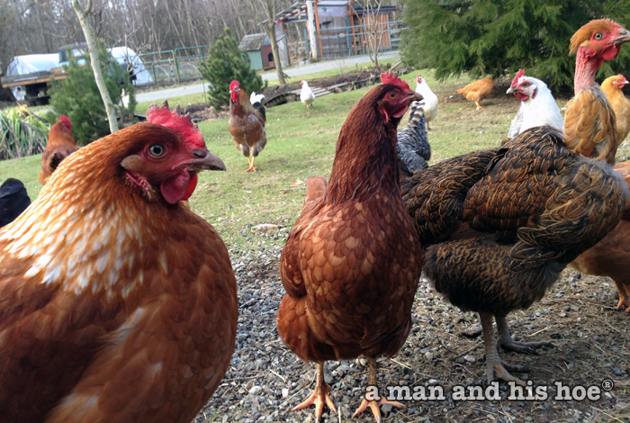 Chickens on a late afternoon