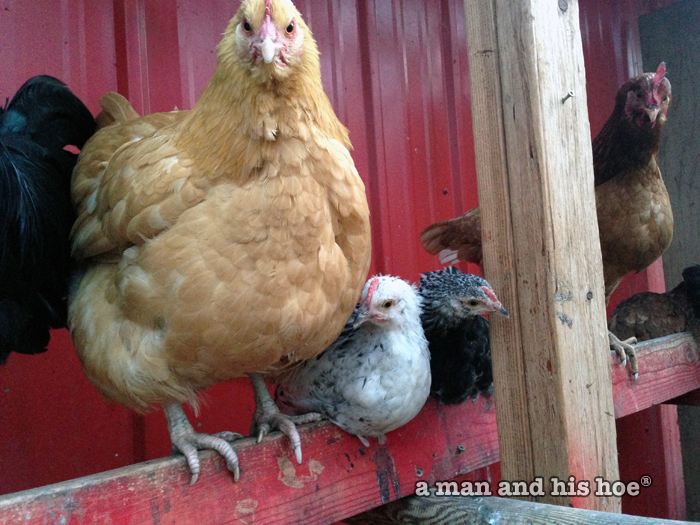 Mother on the roost with two chicks