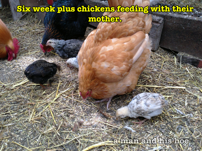 Six week plus chicks