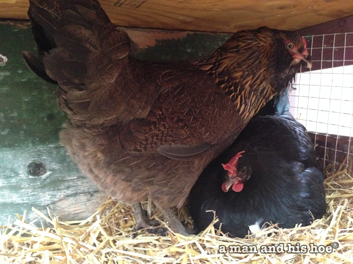 Two hens wanting the same nest