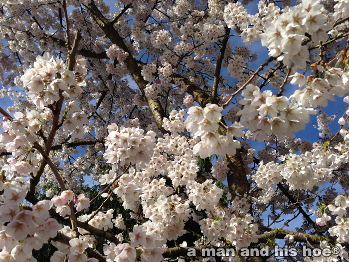 CherryBlossoms140331