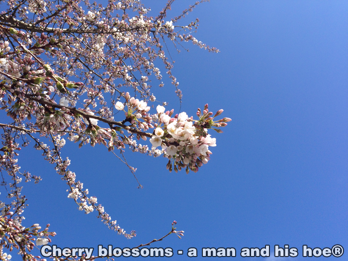 Cherryblossomstreee