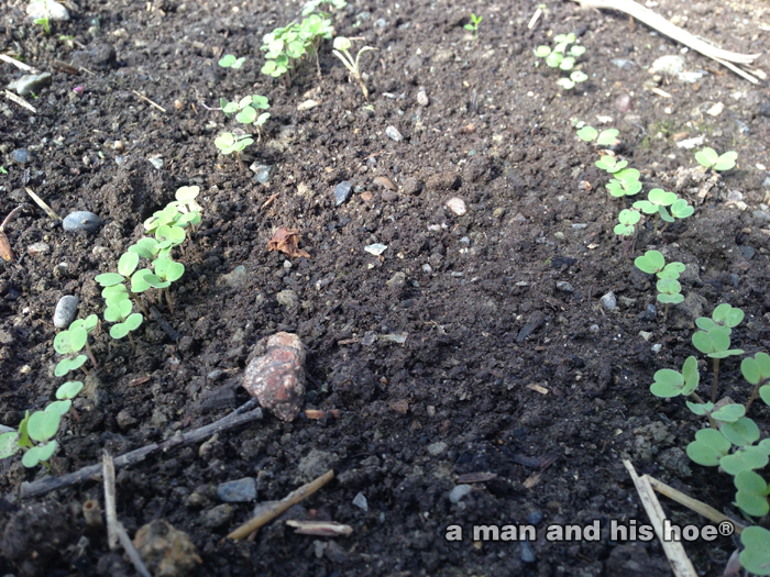 SproutingArugula