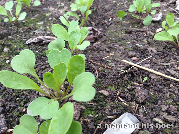 20140403Arugula