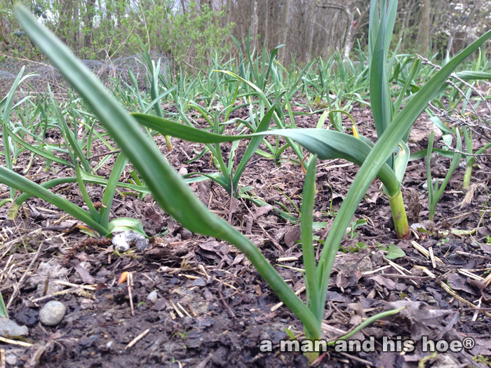 20140403Garlic