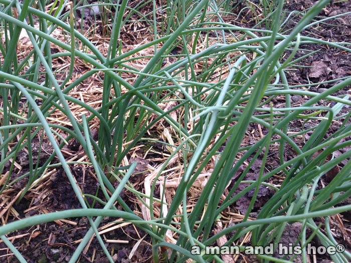 20140403Shallots