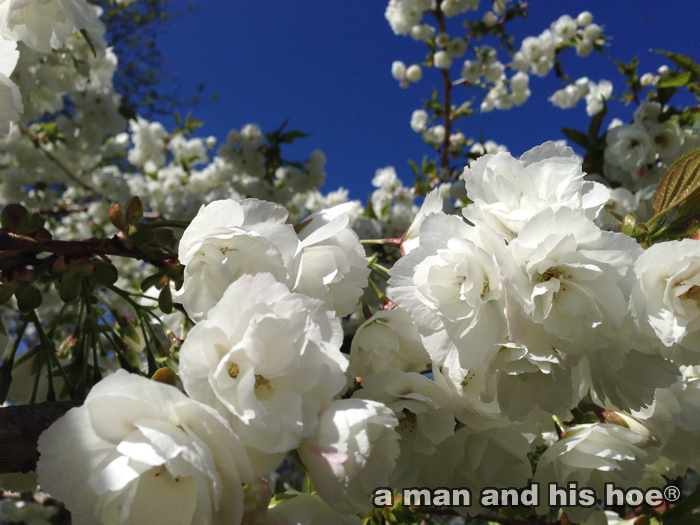 20140412-01CherryBlossoms