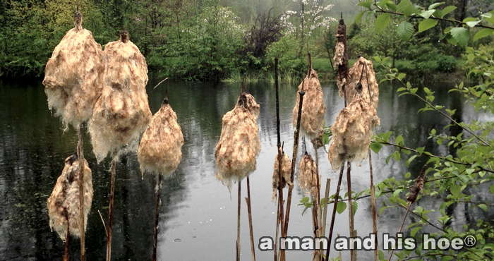 20140424-oldcattails