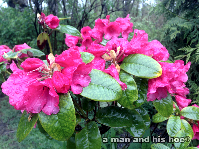 20140424-Rhododendrum