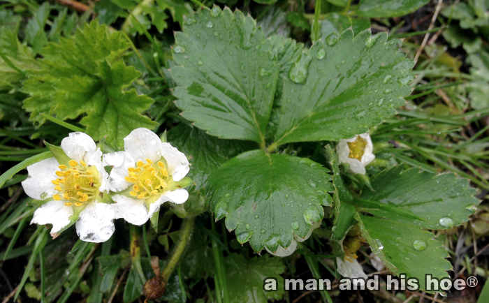 20140424-strawberryblossoms