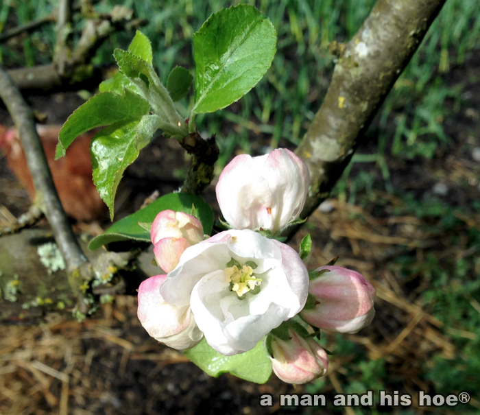 AppleBlossom0422