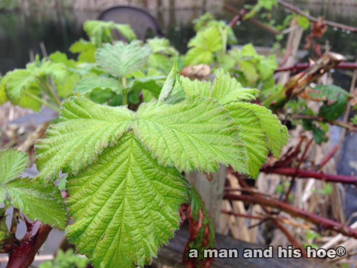 BlackBerryShoots